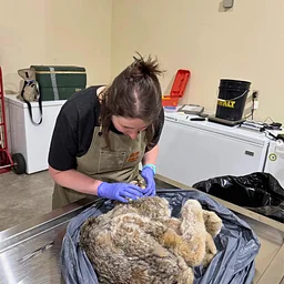 A Curator’s Guide to Montana Mammals!