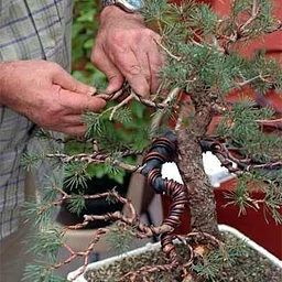 2026 The Art of Bonsai: Oct-Saturday
