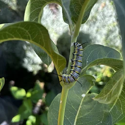 Butterfly Enthusiasts Plant Sale