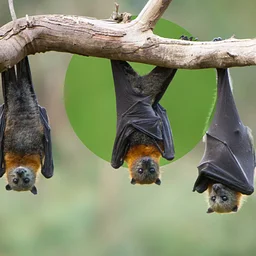 All About Bats