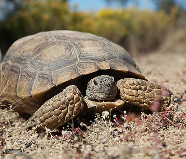 Nature Explorers – Desert Life