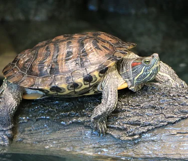 World Turtle Day