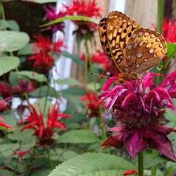Counting Butterflies for Conservation: The Second Vermont Butterfly Atlas