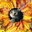 Closure: Thanksgiving Day