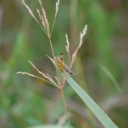 Wonderful World of Insects: Insect Armageddon