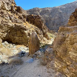 Carrizo Canyon Hike