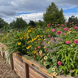 Volunteering at Reno Food Systems' Community Garden @ Paradise Park
