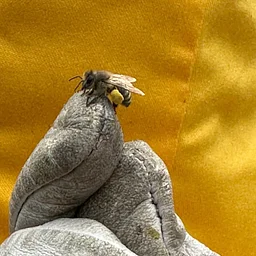 Fundraiser for Northeast Collaborative Beekeepers Network (NECBN)