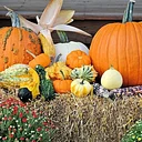 Carroll County Farmer’s Market – Celebrating Fall