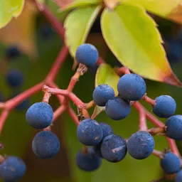 Plant Identification: Tools and Techniques for Identifying Native and Naturalized Plants in the Mid-Atlantic Region
