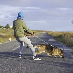 Leash Manners | 4-week course
