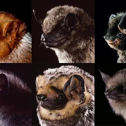 All About Bats