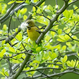 11-2 First Monday Bird Walks