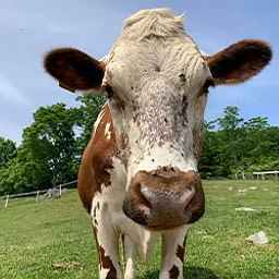 Cow Grooming