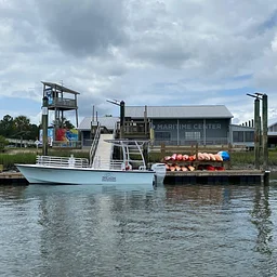 Eco Boat Tour with Beaufort Dolphin Adventures
