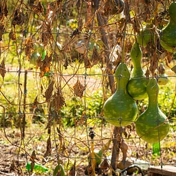 SWWAG Workshop: Putting the Farm to Bed to Prepare Your Winter Garden