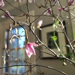 Winter in a Vase: Branches, Blooms + Tea | Sunday, January 17, 2027 | 1:30 - 3PM