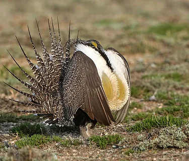 EdVenture Excursion: Annual Sage Grouse Display
