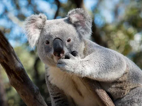 Conservation Connections: Wild Koala Day 2026
