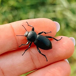 Bug Curious: Amateur Entomology in the Garden