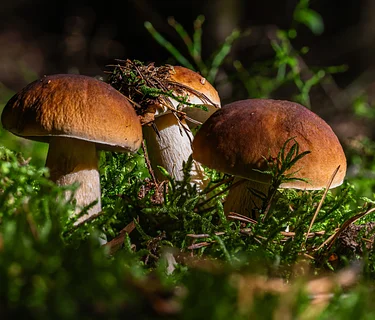 Composting Series: Fabulous Fungi