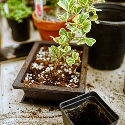 Intro to Bonsai Class