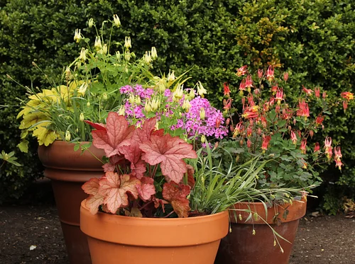 Designing and Planting Native Containers: Spring Section B