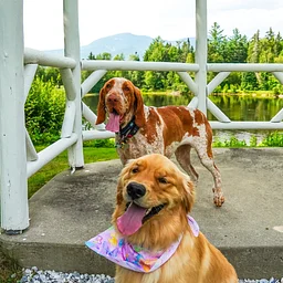 Guided Pup Hike
