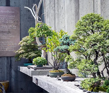 Bonsai in a Day: Learn, Create, Take Home