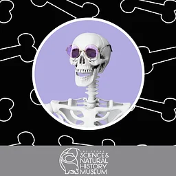 Skeleton Scavenger Hunt