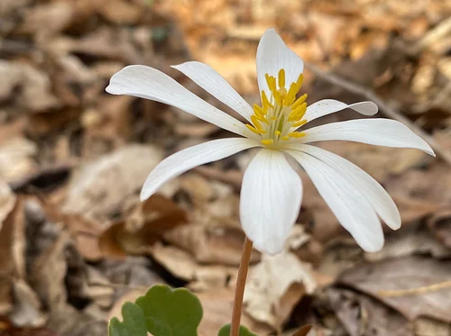 First Sunday Nature Hike: Wildflowers & Weeds