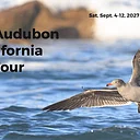 Indiana Audubon 2027 California Birding Tour