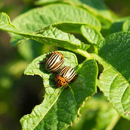 Best Pest Management Practices in an Organic Veggie Garden
