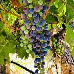SONOMA HARVESTFEST WINE DINNER