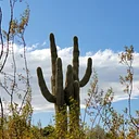 Caring for Caregivers: The Cactus Teacher