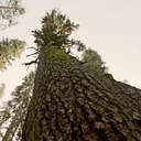Gathering Growth: Working to Visually Preserve the Legacy of Significant Trees