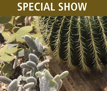 Mid-Iowa Cactus & Succulent Display and Sale