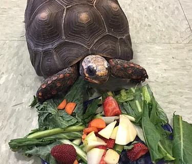 Totally Turtles-FULL