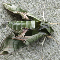 Moth Night at the Estuary Center