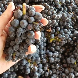 (Past Event)Harvest Tours in the Cellar