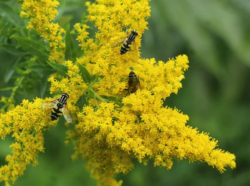 STEAM Lab: Pollinators