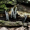 Forest and Fungi Ecology Walk--Intermediate (Identification and Documentation)