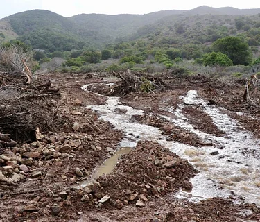 Fluvial Processes in Geomorphology & How the Flora Responded to a Devastating Debris Flow in Buckeye Canyon on December 31, 2022