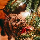 Closure: Christmas Day