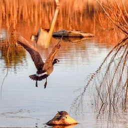 Birding by Van (Marshfield)