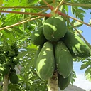 Garden to Table: Savory Fruits and Sauces