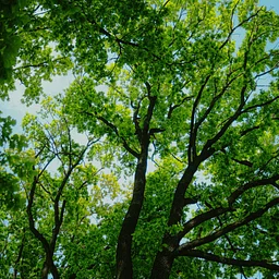 Haskins Lecture 2026 with Joan Maloof - Forty Ways to Know a Tree