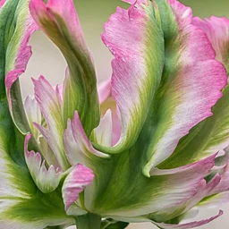 Summer Artisan Series: Floral Arranging