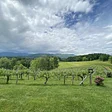 Addison Farms Vineyard