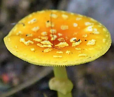 TRY IT! Beginner’s Mushroom Walk at Girty’s Woods